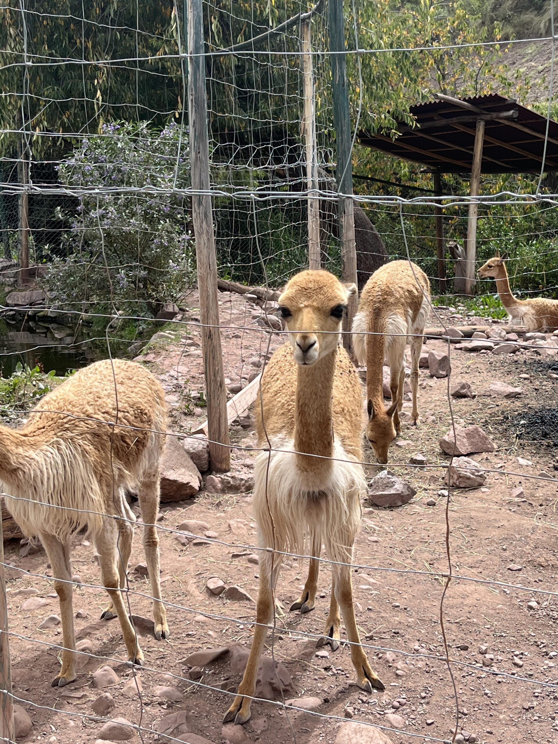 Visit Cochahuasi Animal Sanctuary near Cusco, Perú